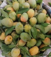 ফর্মালিন মুক্ত গোবিন্দভোগ আম (সাতক্ষীরা) 5KG